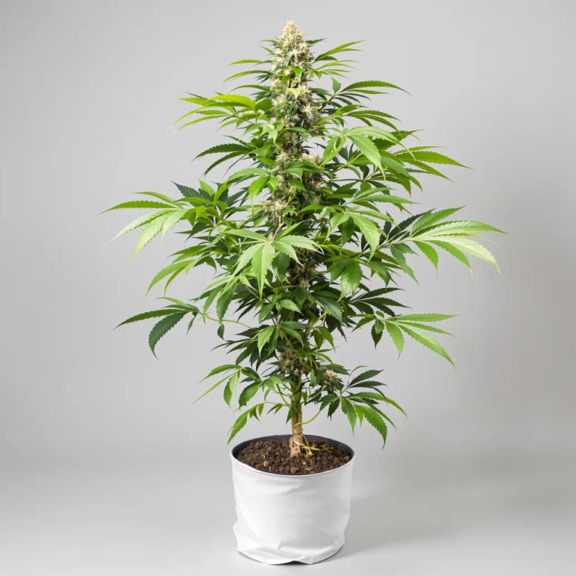 Rare Dankness #1 feminized cannabis plant