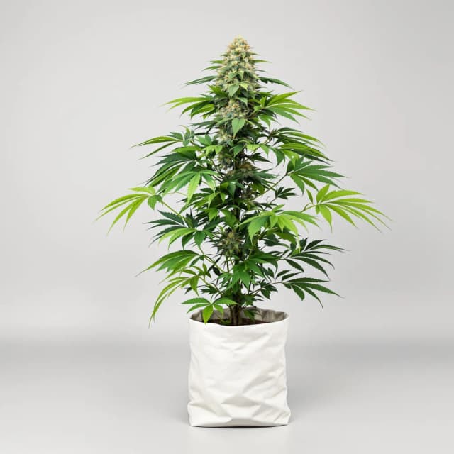 Rare Darkness feminized cannabis plant