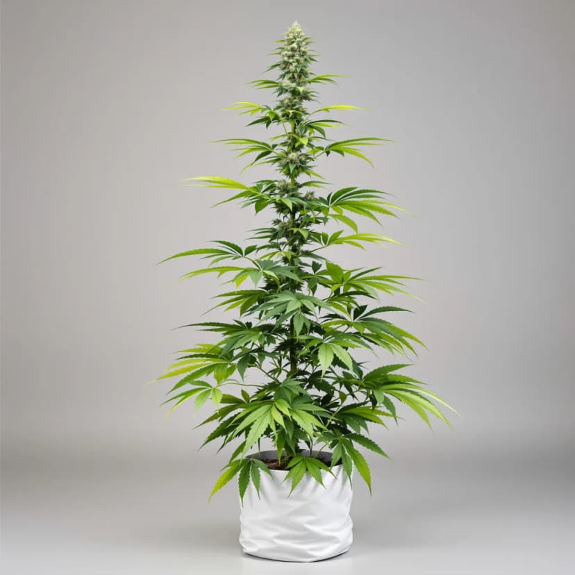 Raspberry Cough Kush autoflower cannabis plant