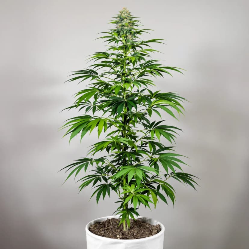 Raspberry Cough Kush feminized cannabis plant