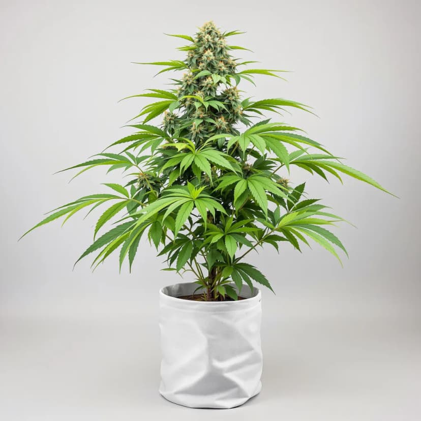 Red Bruce feminized cannabis plant