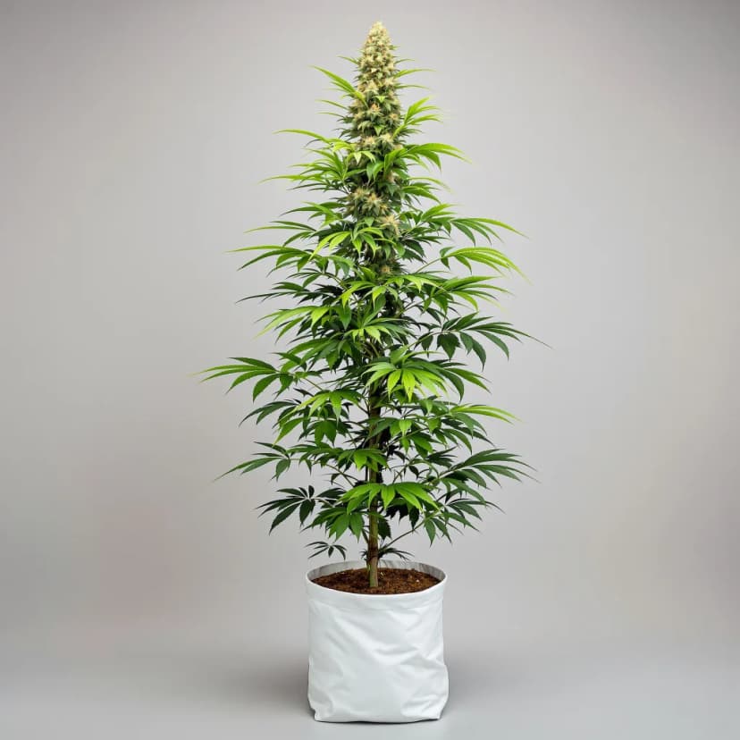 Red Congolese autoflower cannabis plant