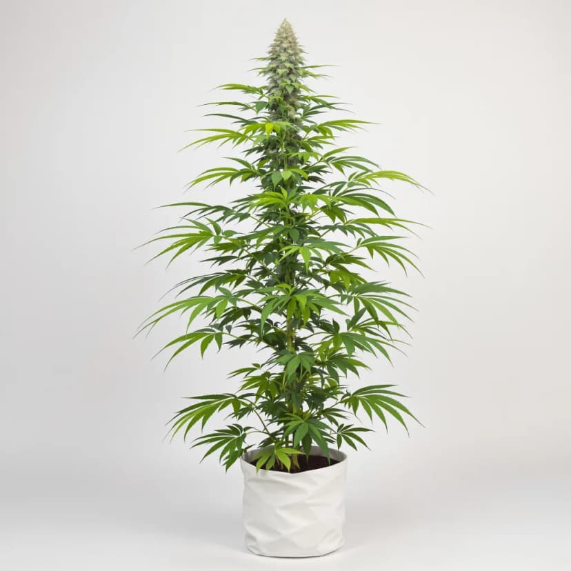 Red Congolese feminized cannabis plant