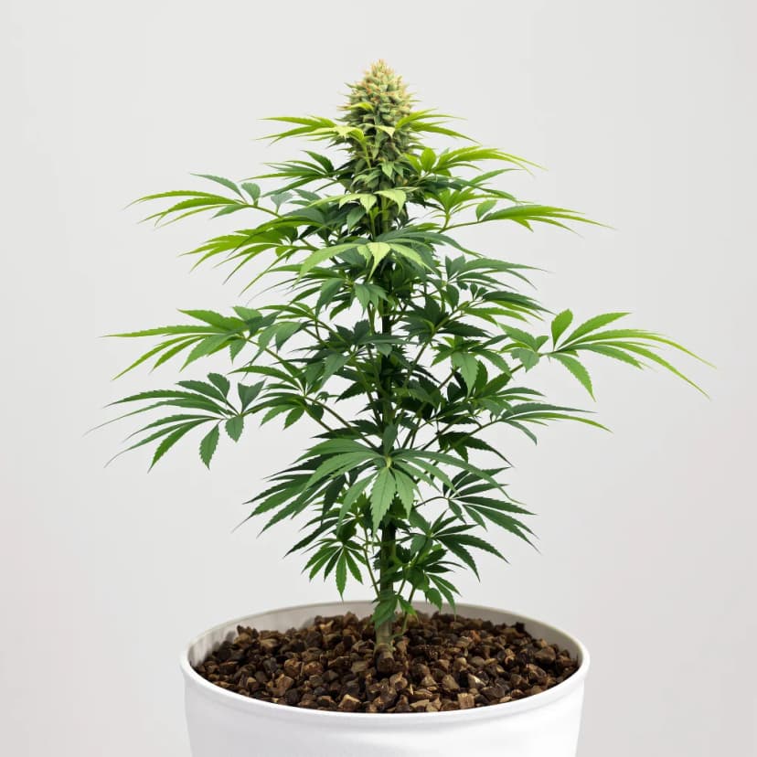 Red Eye OG feminized cannabis plant