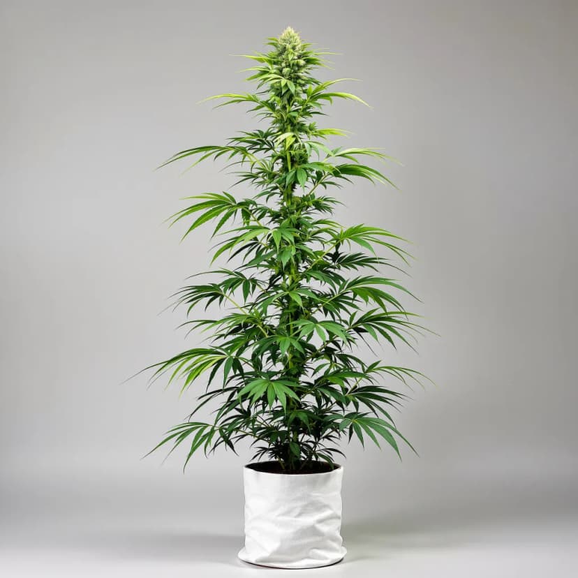 Red Headed Stranger feminized cannabis plant