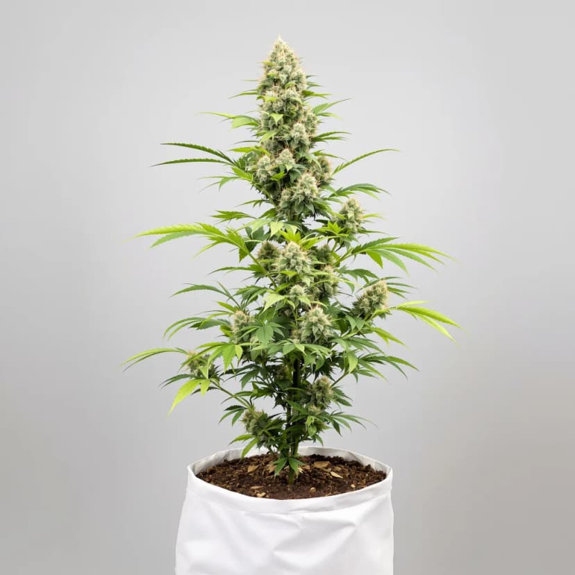Red Widow autoflower cannabis plant