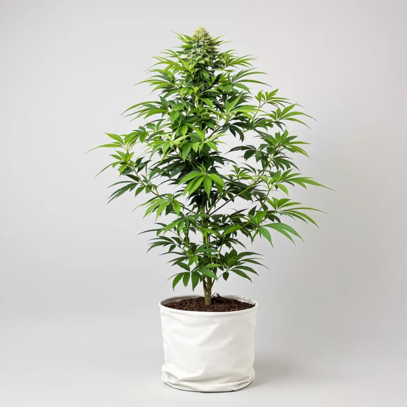 Red Widow feminized cannabis plant