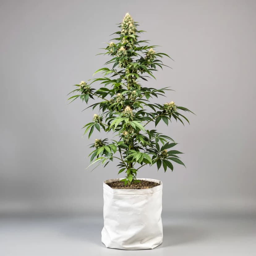 Redwood Kush feminized cannabis plant