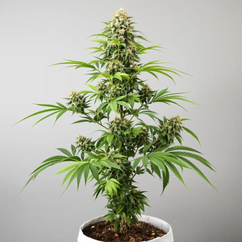 Reign Man feminized cannabis plant