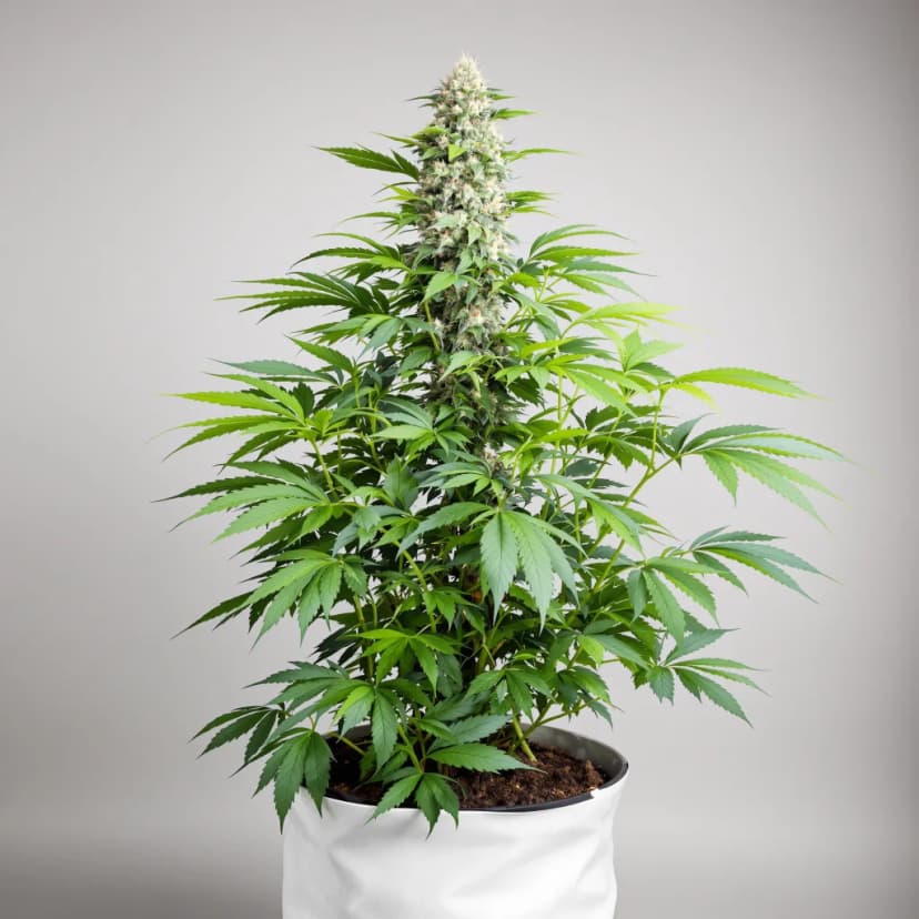 Remedy autoflower cannabis plant