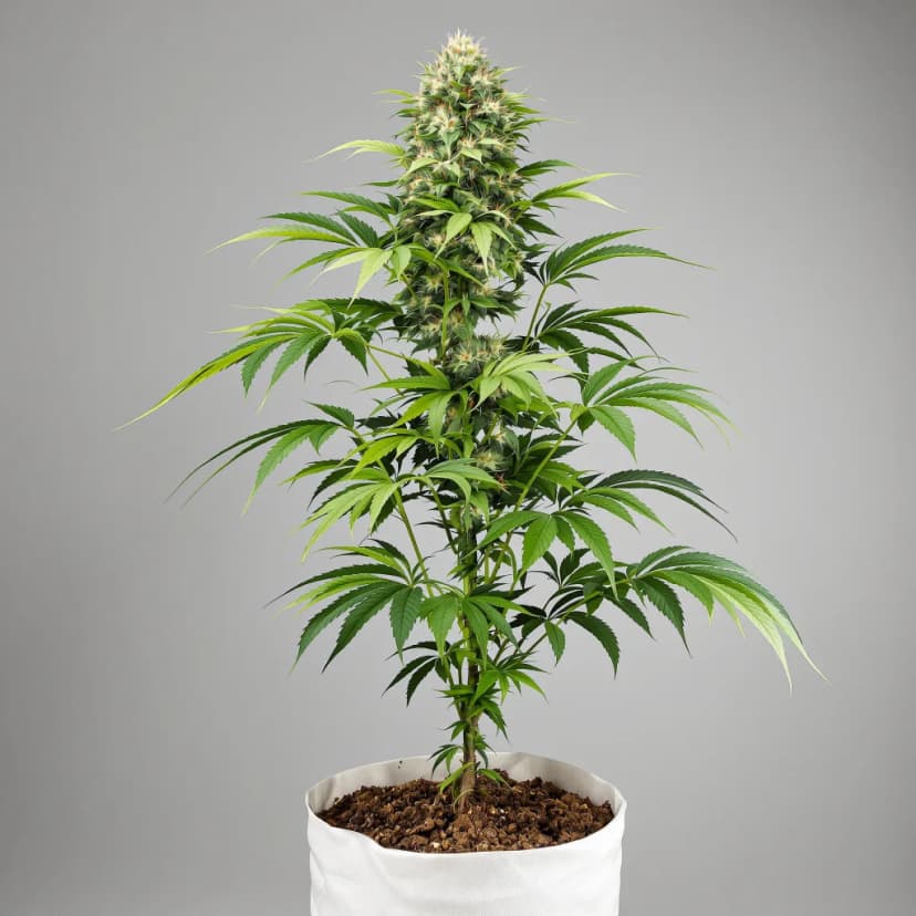Remedy feminized cannabis plant