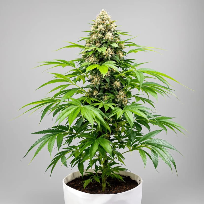 Remo Chemo feminized cannabis plant