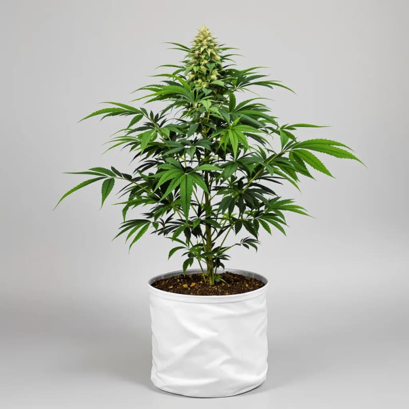 Reserve L.A.K. Federal feminized cannabis plant