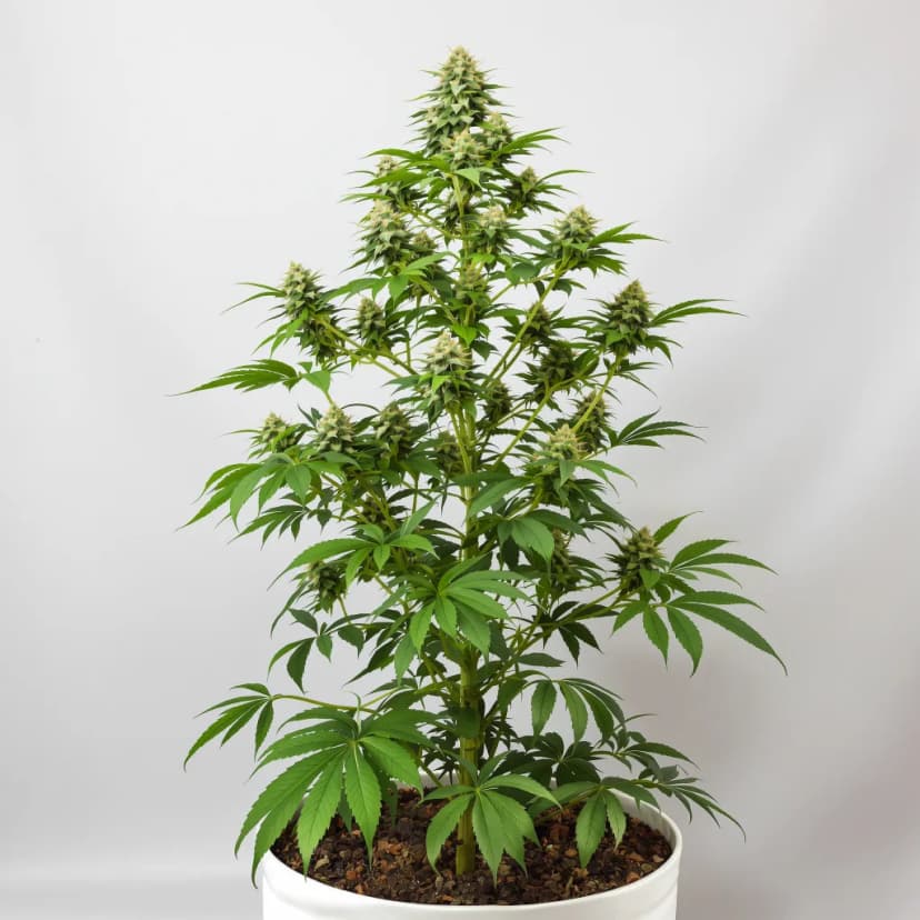 Ripped Bubba autoflower cannabis plant