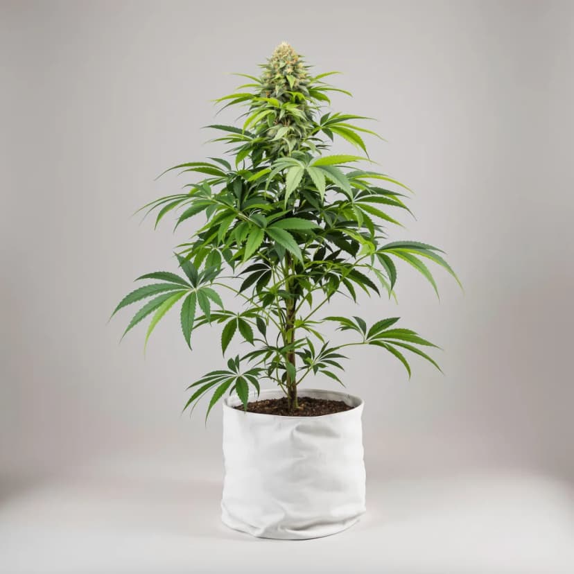 Rockbud feminized cannabis plant