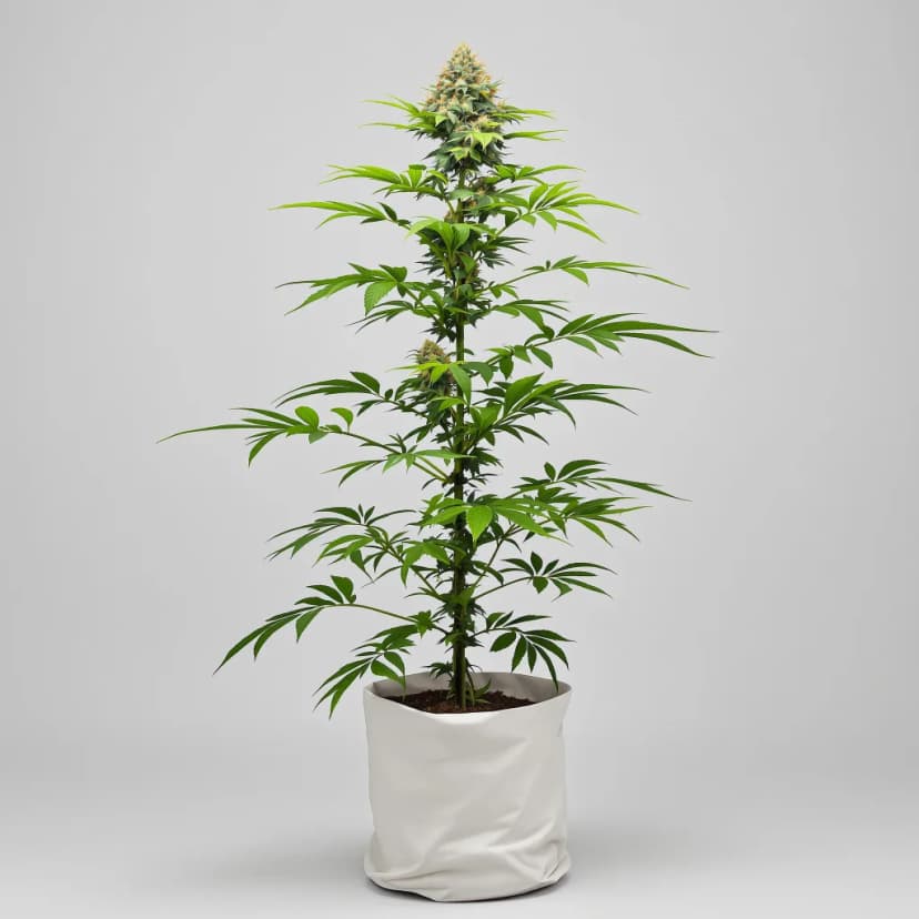 Rockstar feminized cannabis plant