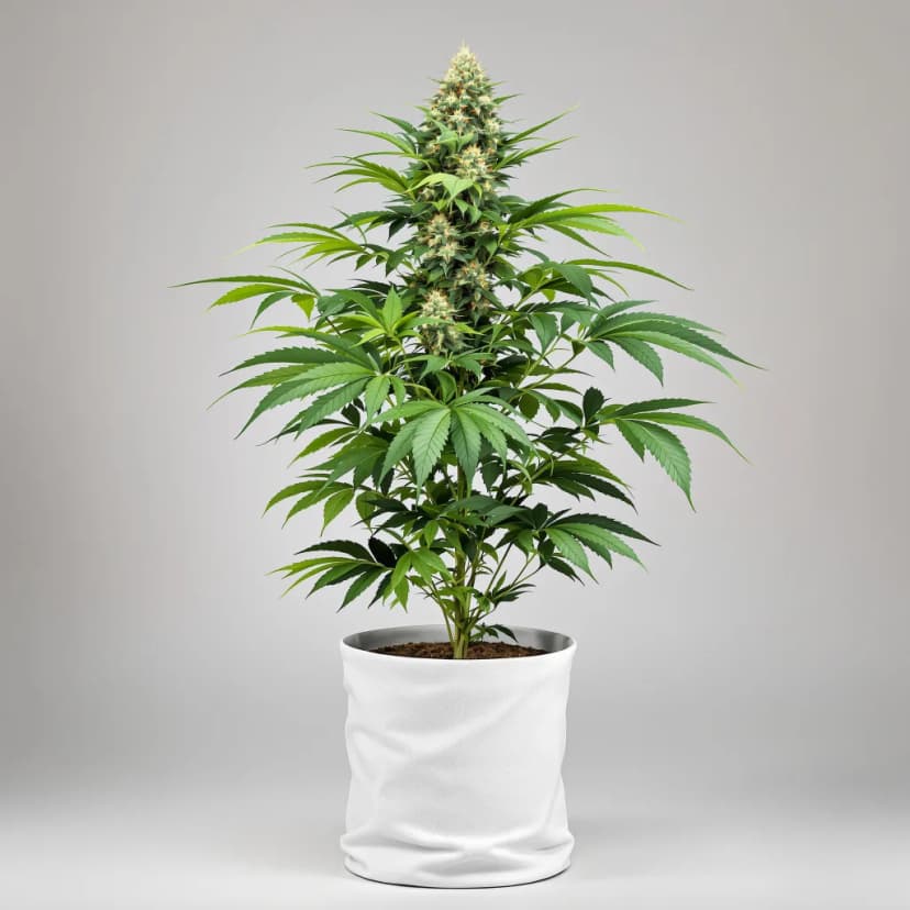 Rollex OG Kush feminized cannabis plant