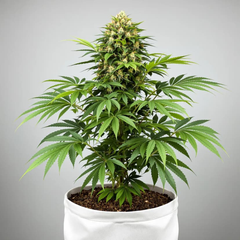 Royal Cheese feminized cannabis plant