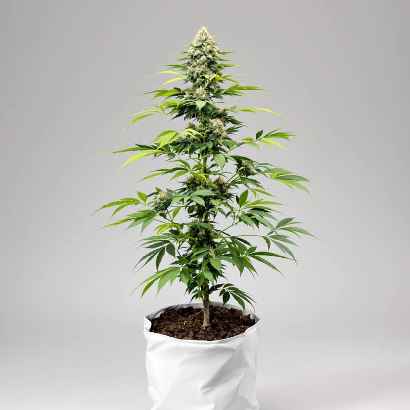 Royal Highness feminized cannabis plant