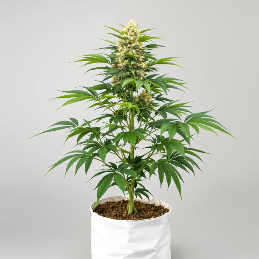 Royal Kush autoflower cannabis plant