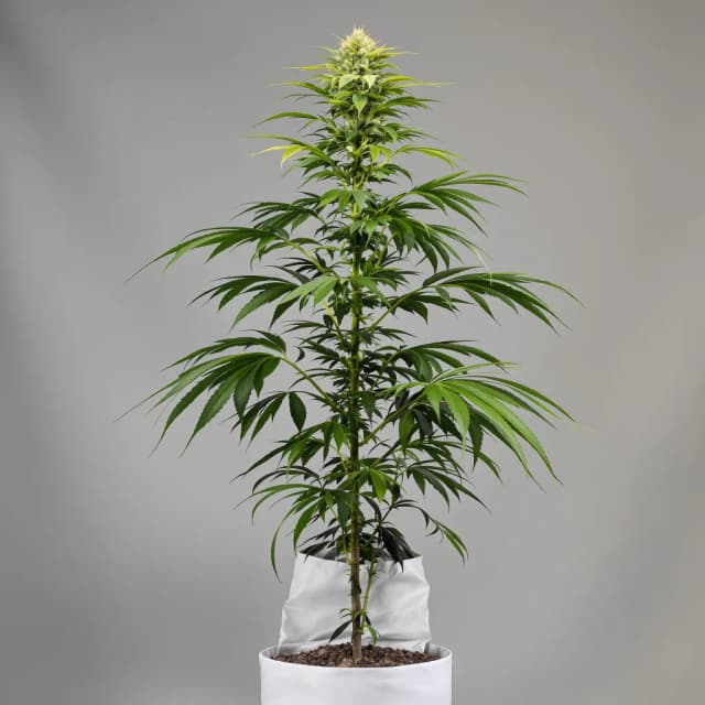 Royal Medic feminized cannabis plant