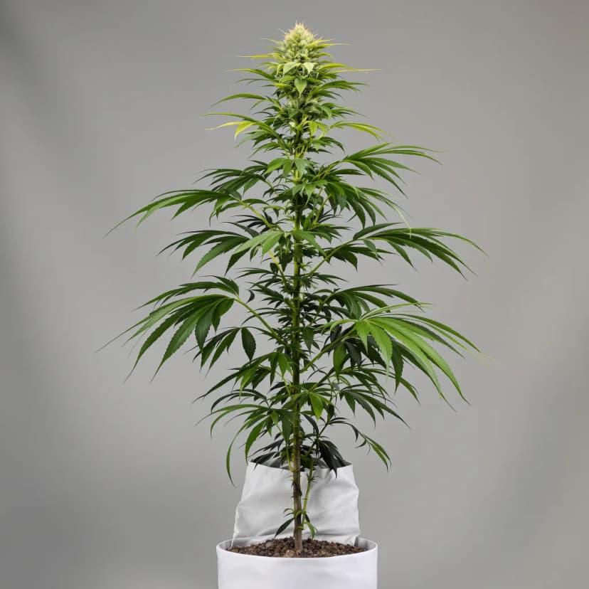 Royal Medic feminized cannabis plant