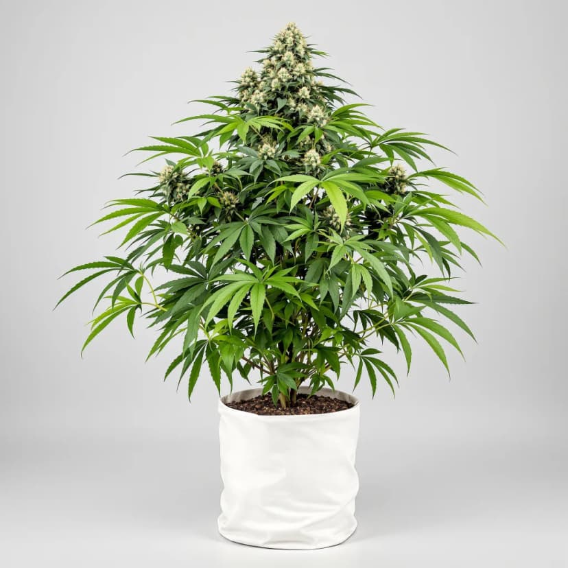 RS11 feminized cannabis plant