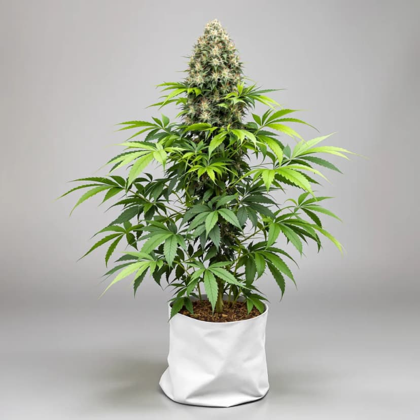Runtz Muffin feminized cannabis plant