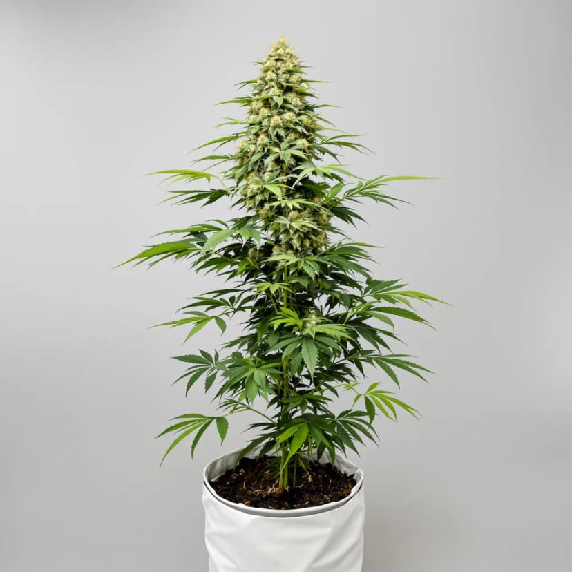Russian Assassin feminized cannabis plant