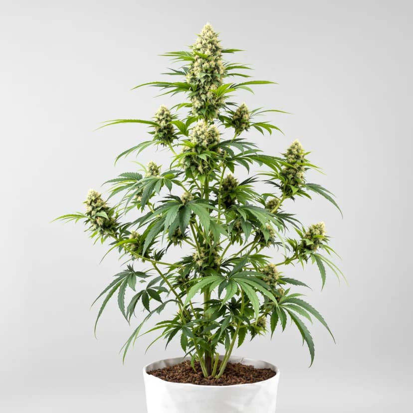 Sangria feminized cannabis plant