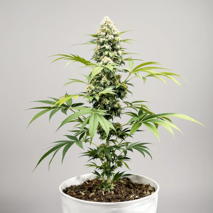 Satellite OG feminized cannabis plant