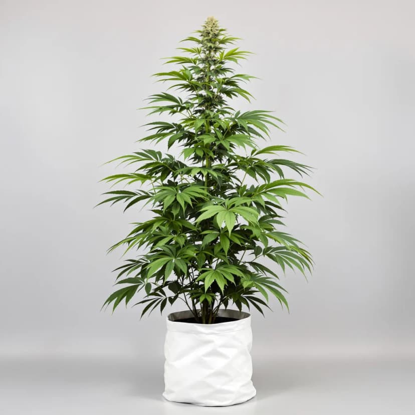Schrom feminized cannabis plant