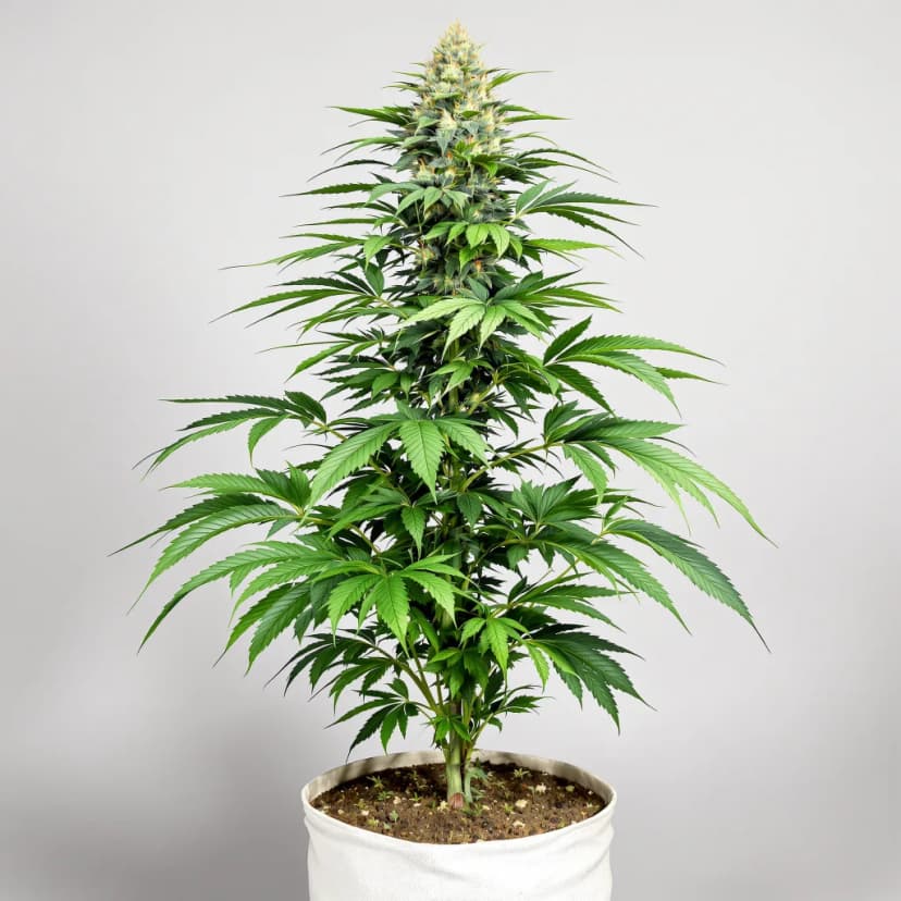 Scott's OG feminized cannabis plant