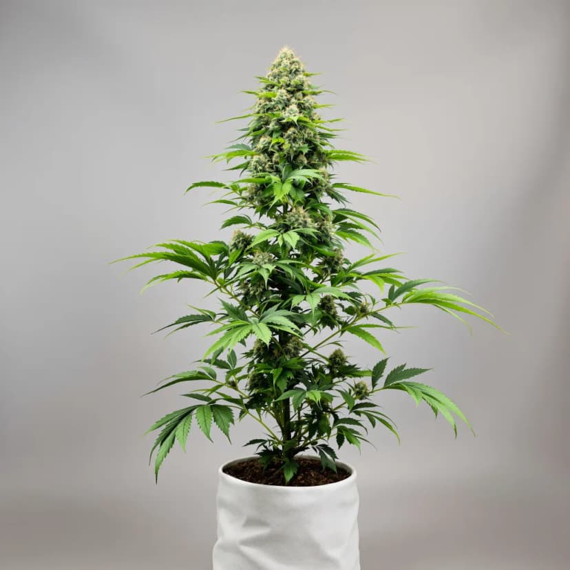 Seattle Blue feminized cannabis plant