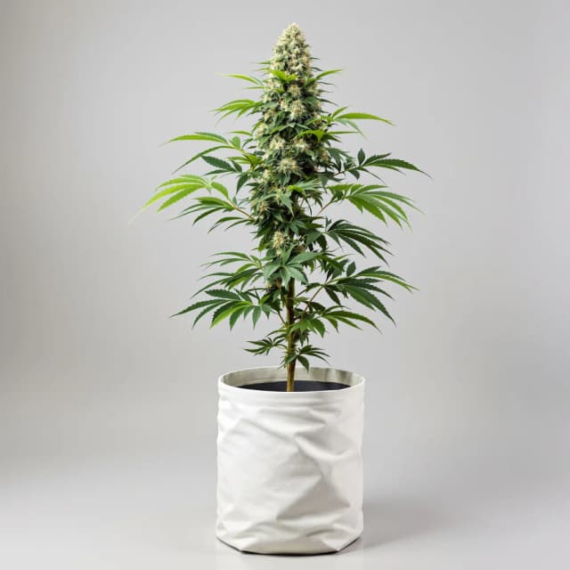 Sensi Skunk cannabis seeds packaging, Royal King Seeds USA