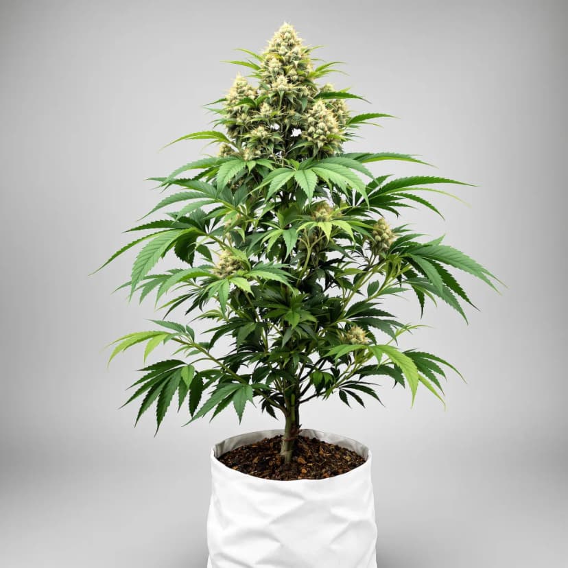 Sensi Skunk feminized cannabis plant