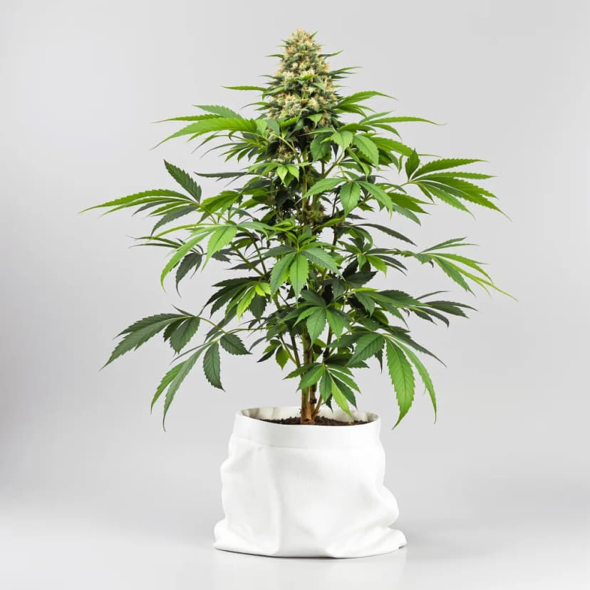 Sensi Star feminized cannabis plant