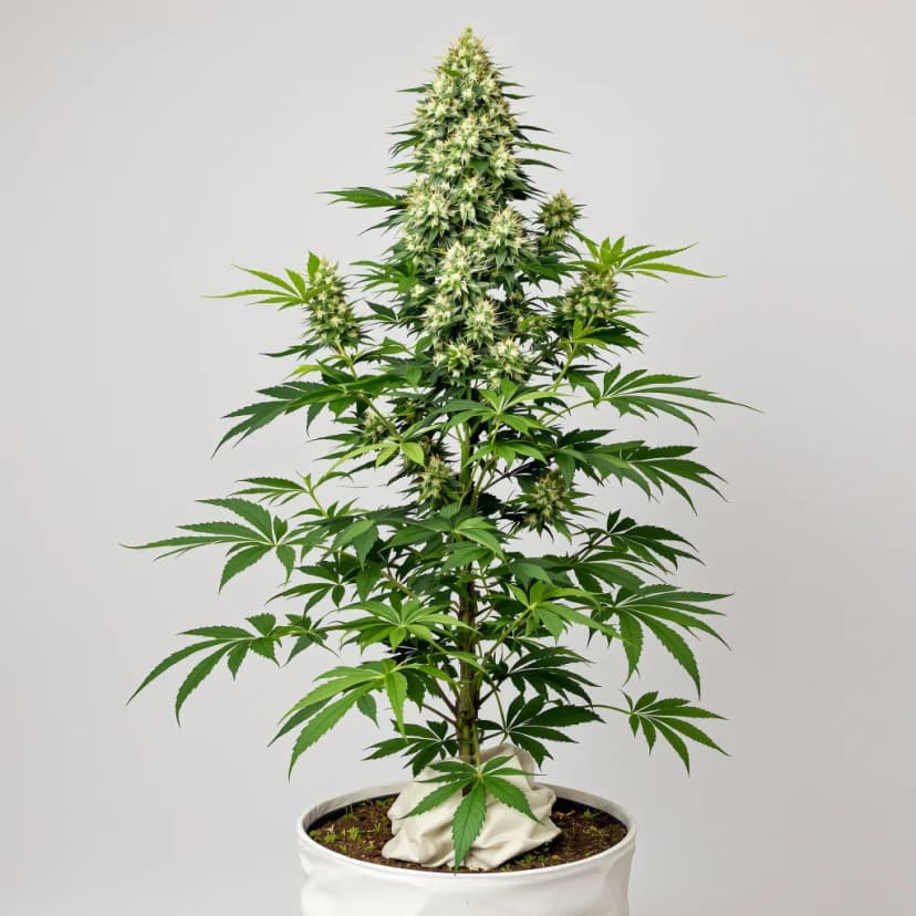 Serious Happiness feminized cannabis plant