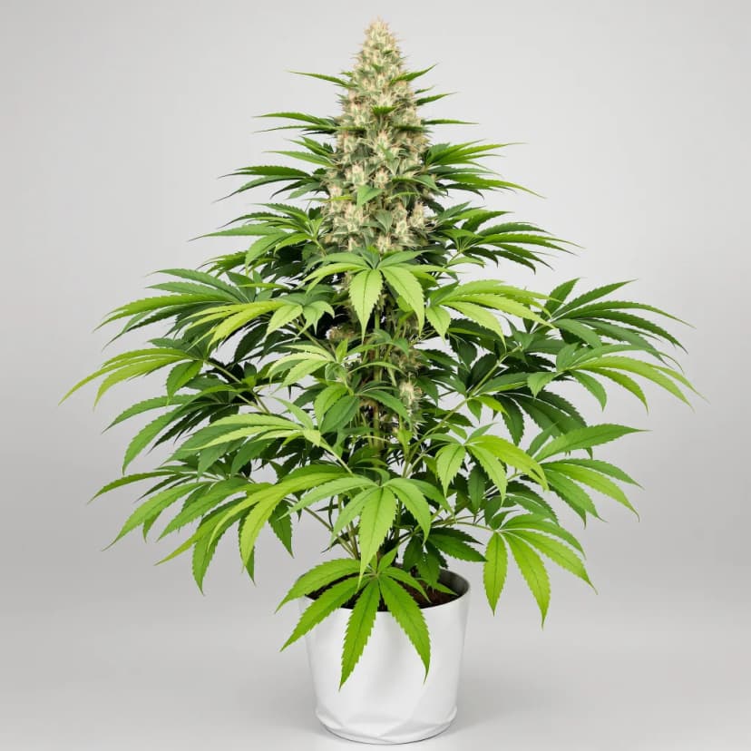Sexxpot feminized cannabis plant