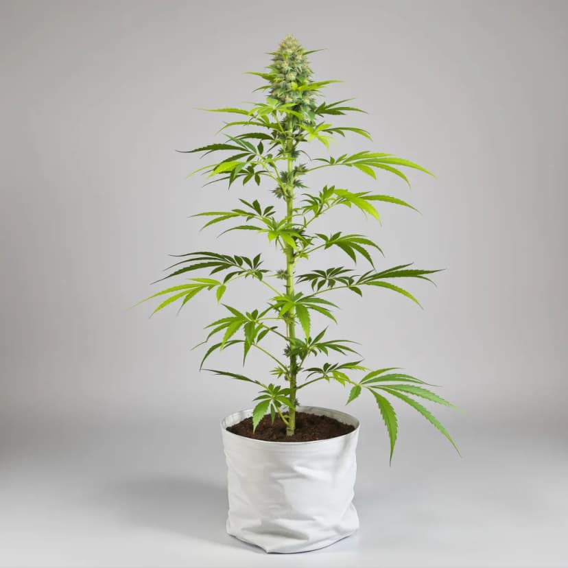Shiatsu Kush feminized cannabis plant
