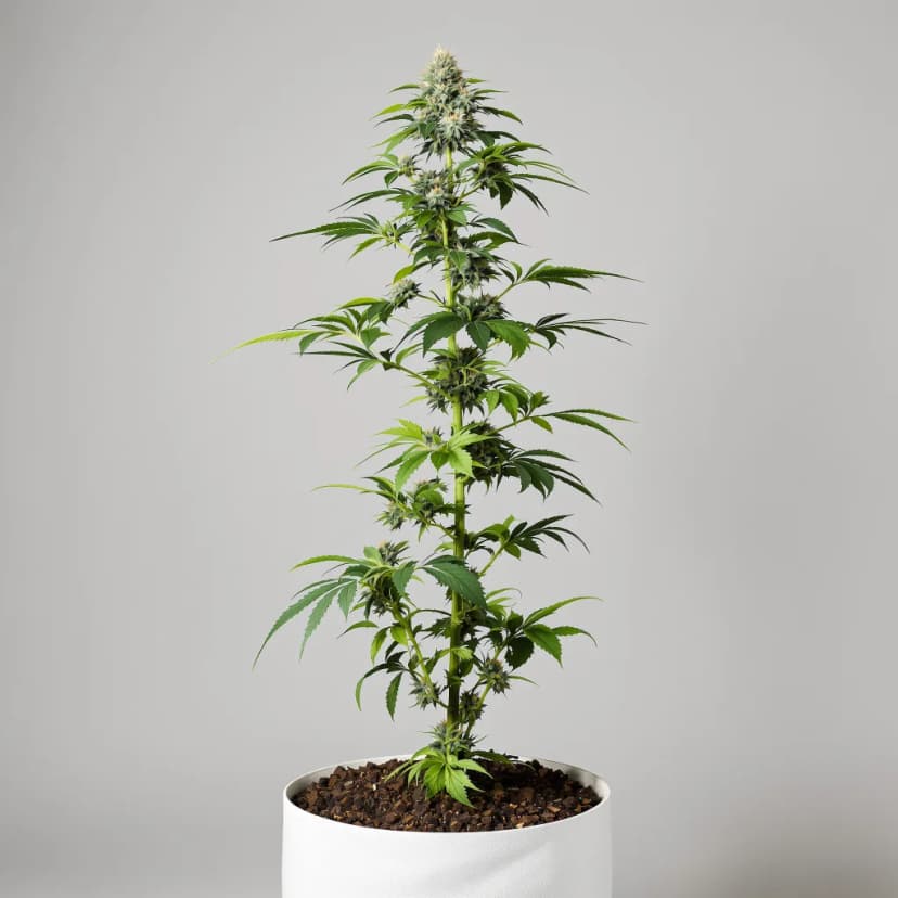 Shipwreck feminized cannabis plant