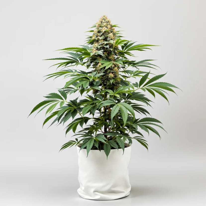 Shishkaberry feminized cannabis plant