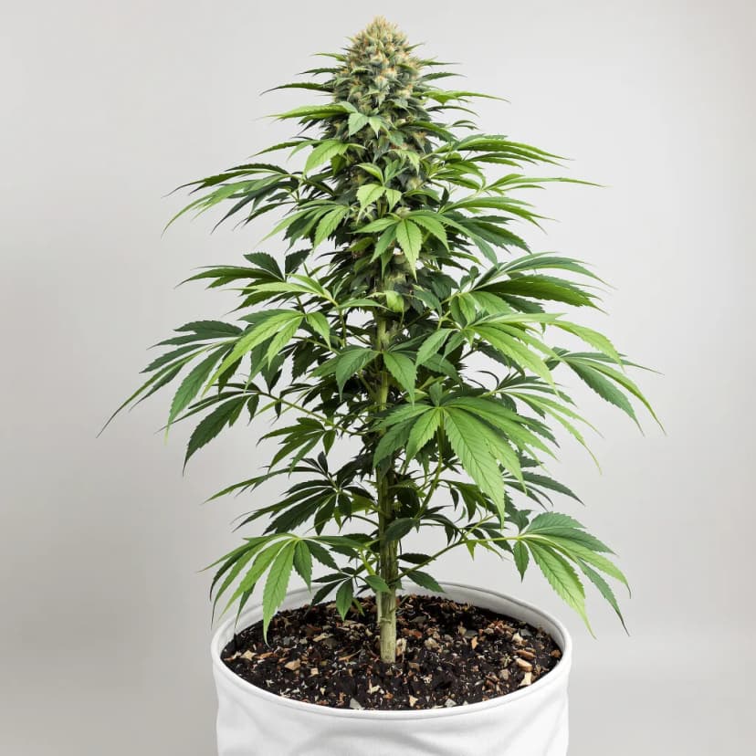 Shiva Skunk feminized cannabis plant