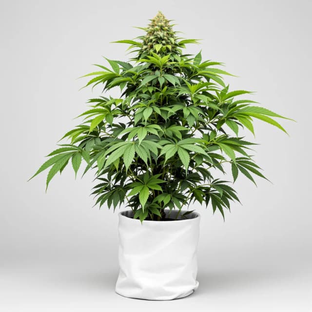 Shoreline feminized cannabis plant