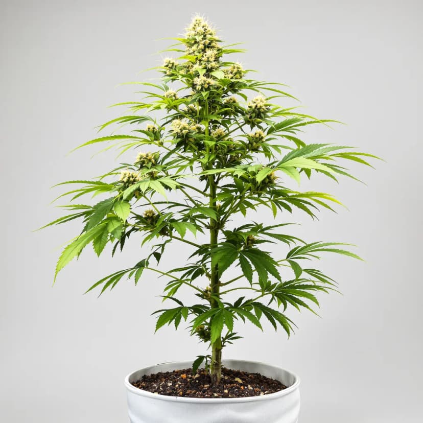 Sierra Mist feminized cannabis plant