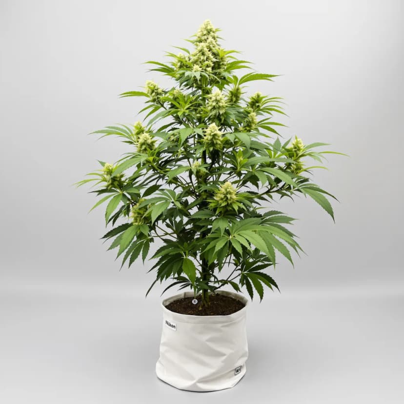 Silver Kush autoflower cannabis plant