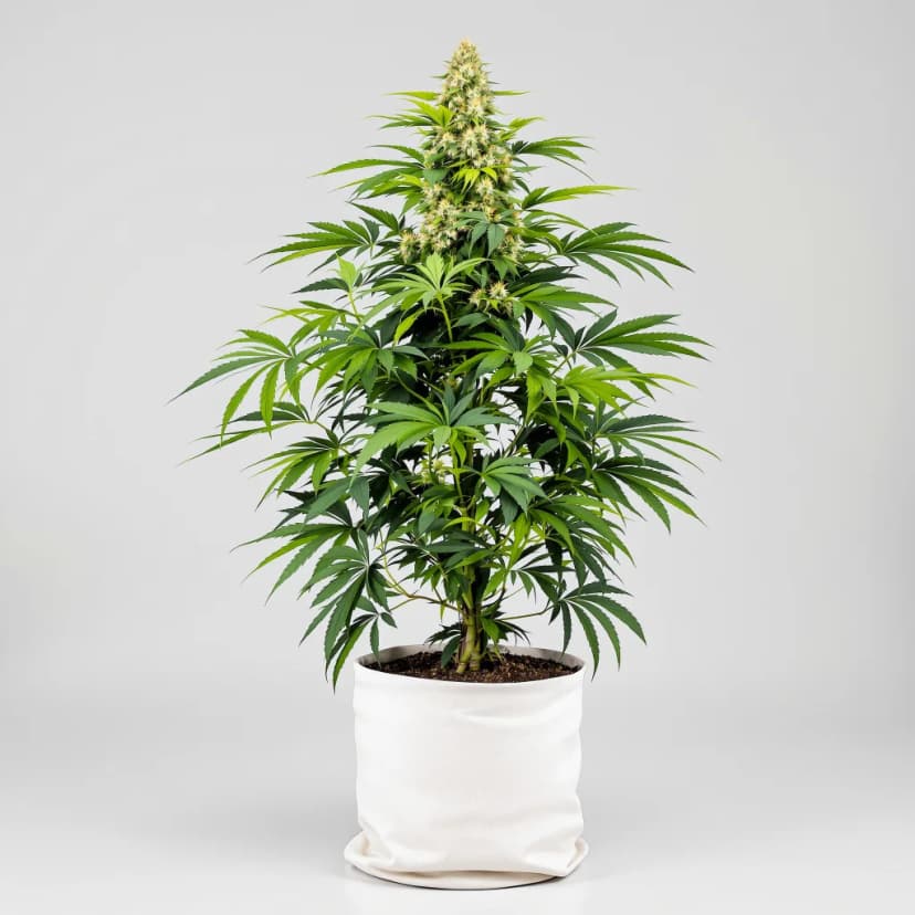 Silverback Gorilla feminized cannabis plant