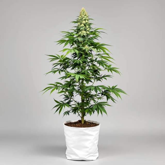 Silverfalls Kush autoflower cannabis plant