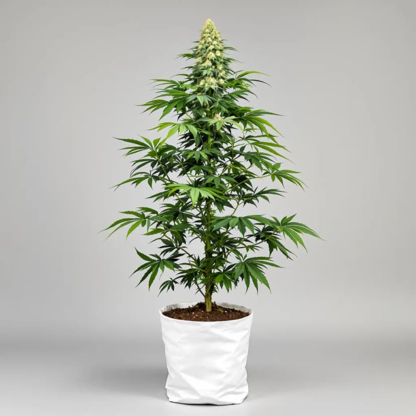 Silverfalls Kush autoflower cannabis plant