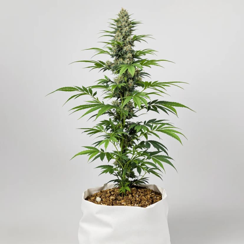 Silverfalls Kush feminized cannabis plant